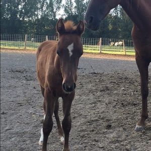 Meet your Posher, Amber